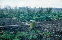 0002253_FourCorners_Photograph_WilfThust_HarryThorpe_ResearchOnAllotmentsInBirminghamSetupByProfessorThorpe_1975_Photo57.jpg