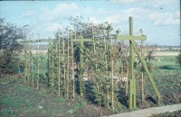 0002245_FourCorners_Photograph_WilfThust_HarryThorpe_ResearchOnAllotmentsInBirminghamSetupByProfessorThorpe_1975_Photo49.jpg