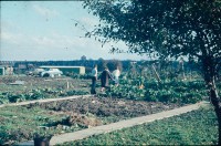 0002208_FourCorners_Photograph_WilfThust_HarryThorpe_ResearchOnAllotmentsInBirminghamSetupByProfessorThorpe_1975_Photo12.jpg