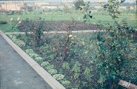 0002202_FourCorners_Photograph_WilfThust_HarryThorpe_ResearchOnAllotmentsInBirminghamSetupByProfessorThorpe_1975_Photo06.jpg