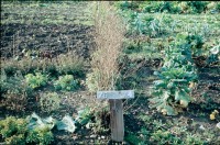 0002257_FourCorners_Photograph_WilfThust_HarryThorpe_ResearchOnAllotmentsInBirminghamSetupByProfessorThorpe_1975_Photo61.jpg