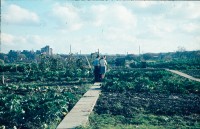 0002209_FourCorners_Photograph_WilfThust_HarryThorpe_ResearchOnAllotmentsInBirminghamSetupByProfessorThorpe_1975_Photo13.jpg