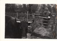 0001443_HalfmoonCamerawork_ThreeBrothers_KarliGros_Photo_LonghornCow.jpg