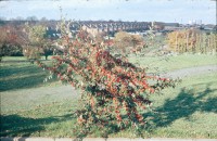 0002244_FourCorners_Photograph_WilfThust_HarryThorpe_ResearchOnAllotmentsInBirminghamSetupByProfessorThorpe_1975_Photo48.jpg