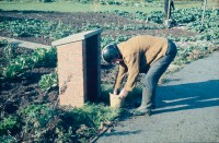 0002219_FourCorners_Photograph_WilfThust_HarryThorpe_ResearchOnAllotmentsInBirminghamSetupByProfessorThorpe_1975_Photo23.jpg