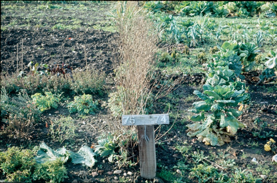 0002257_FourCorners_Photograph_WilfThust_HarryThorpe_ResearchOnAllotmentsInBirminghamSetupByProfessorThorpe_1975_Photo61.jpg