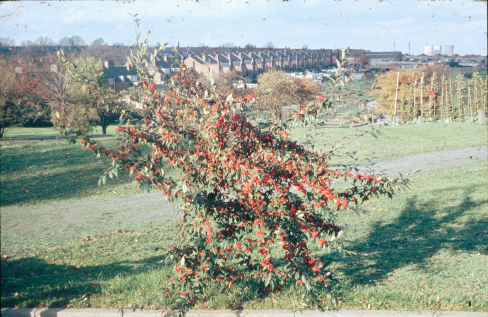 0002244_FourCorners_Photograph_WilfThust_HarryThorpe_ResearchOnAllotmentsInBirminghamSetupByProfessorThorpe_1975_Photo48.jpg